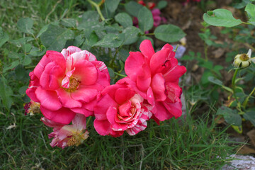 Beautiful red rose flower closeup in garden, A very beautiful red rose flower bloomed on the rose tree, Rose flower closeup, bloom flowers, Natural spring flower, Natural floral background,