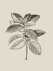 Sage herb vintage botanical engraving Salvia officinalis illustration