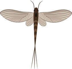 Vector Illustration of a Mayfly Delicate Aquatic Winged Insect Drawing for Freshwater Nature and Biology Education