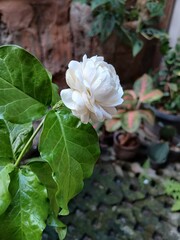 Close-Up of a Blooming Arabian Jasmine Flower