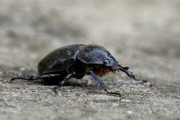 Siamese rhinoceros beetle - Xylotrupes socrates, beautiful large iconic beetle native to the forests and woodlands of Southeast Asia, Vietnam.