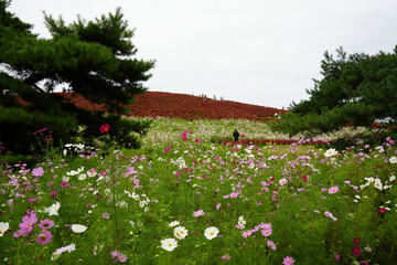 コスモスとコキア