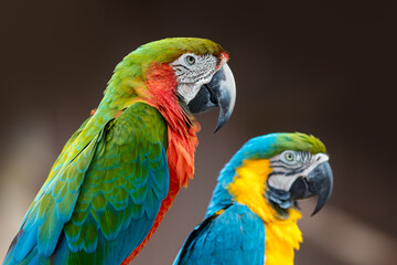 Close up view of two beautiful colorful Macaw birds native to South America.