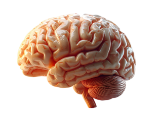  Human Brain Anatomy – Detailed Neural Structure PNG 