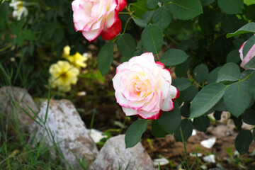 Beautiful pink white rose flower closeup in garden, A very beautiful pink white rose flower bloomed on the rose tree, Rose flower closeup, bloom flowers, Natural spring flower floral background