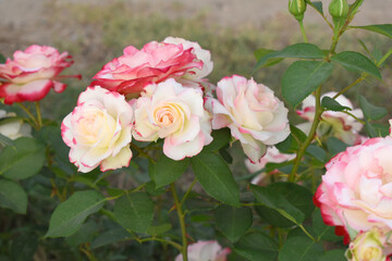 Beautiful pink white rose flower closeup in garden, A very beautiful pink white rose flower bloomed on the rose tree, Rose flower closeup, bloom flowers, Natural spring flower floral background