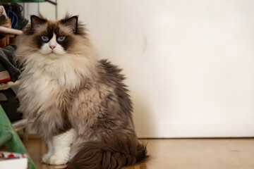 Fluffy Long-Haired Cat with Blue Eyes Sitting Indoors on Wooden Floor in Cozy Home