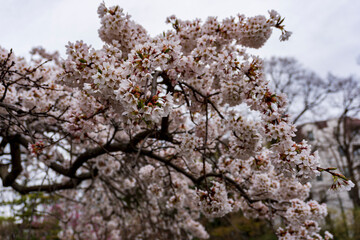 Cherry Blossom Tree Branches in Full Bloom, Spring Sakura Flowers, Pink Petals, Nature Background, Japan Spring Season Concept