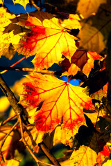Autumn Maple leaves