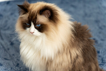 Fluffy Long-Haired Cat with Blue Eyes and Soft Fur Sitting on Blue Background