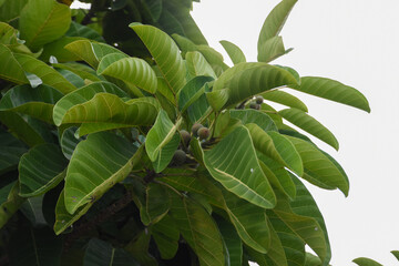 Close up of Ficus callosa, a species of tree in the family Moraceae native to India, southern China, Indo-China and Malesia