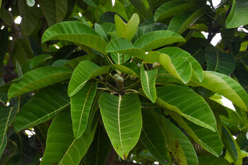 Green leaves of Ficus callosa, a species of tree in the family Moraceae