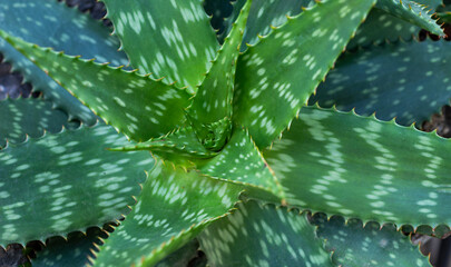 Thick, fleshy leaves of a vibrant green aloe vera plant form a natural spiral pattern. Each leaf is covered with soft white spots and edged with small spines, showcasing its hardy, succulent nature.