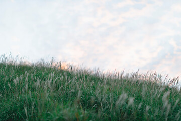 ススキ（阿蘇）