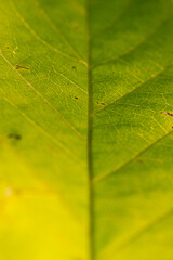 green leaf macro