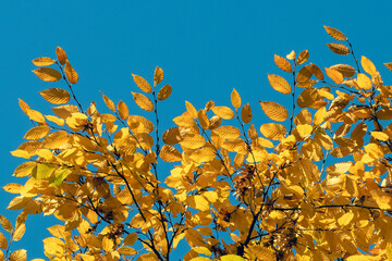 Autumn foliage in a park