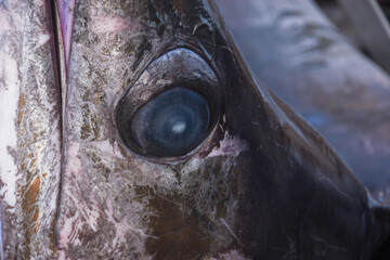 Close up of the head of a swordfish caught by fishermen ready to be sold at the fish market.