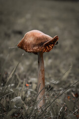 Mushroom in nature