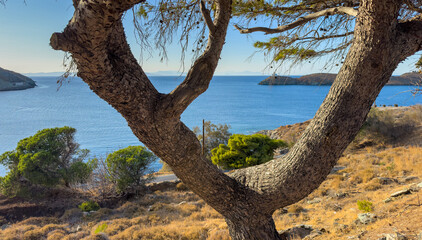 A twisted pine tree frames the serene coastal view of the Aegean Sea upon Kea, also known as Tzia,...