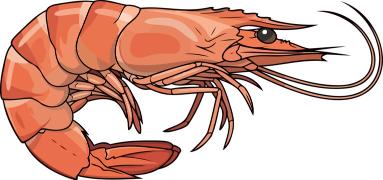 taste of the ocean appetizing shrimp ready to enhance any dish, isolated on transparent background