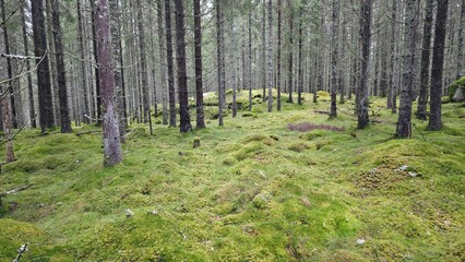 Obraz premium Moss-covered forest floor surrounded by tall trees in a tranquil woodland setting during a cloudy day