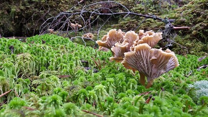 Tubular chanterelle in the moss 