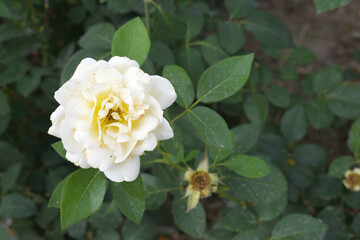 Beautiful white rose flower closeup in garden, A very beautiful white rose flower bloomed on the rose tree, Rose flower closeup, bloom flowers, Natural spring flower, Natural floral background,