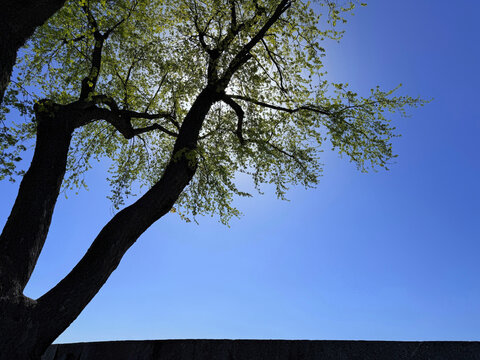 Old tree against blue sky in spring.
