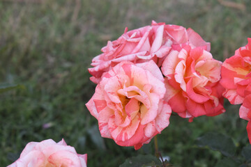 Beautiful pink rose flower closeup in garden, A very beautiful pink yellow rose flower bloomed on the rose tree, Rose flower closeup, bloom flowers, Natural spring flower floral background