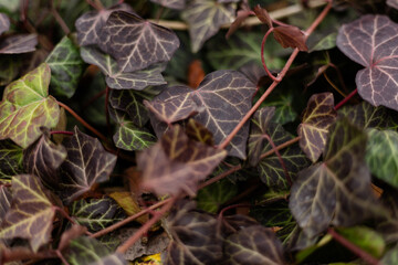 Close-up of dark hedera helix leaves with autumn hues