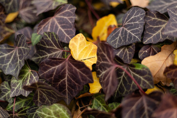 Hedera helix leaves with one bright yellow leaf among dark ones