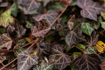 Close-up of dark hedera helix leaves with autumn hues