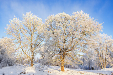 Beautiful winter landscape with frosty trees
