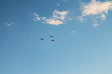 Obraz premium storks are flying in the distance