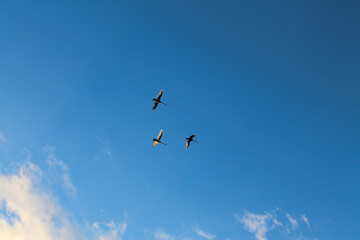 Obraz premium a flock of storks flies in the sky