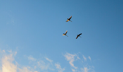 three storks soar above the sky
