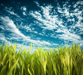 Vibrant green grass against a dramatic blue sky with swirling clouds