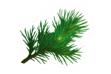 Green pine needles on a branch with sparkling light and snow elements, creating a festive winter and christmas decoration. Transparent background