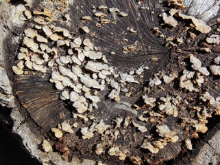 Petits champignons sur la souche dl arbre