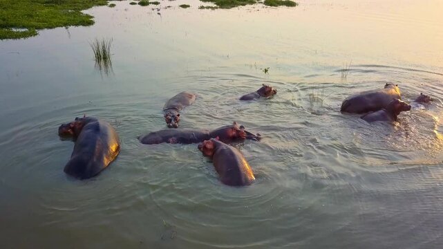 Cluster of Hippopotamus amphibius surfaces together in River Nile, Murchison Falls NP, Uganda, late day light on calm water, push in drone close up.