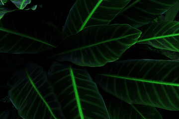 abstract green leaf texture, tropical leaf foliage nature dark green background