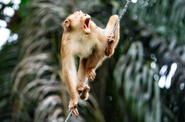 Krzyk małpy na Borneo © Jacek