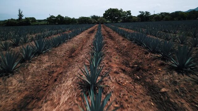 Aerial Drone Footage of Agave Fields in Tequila, Mexico &mdash; Blue Agave Rows, Scenic Farmland Patterns, and Iconic Landscape of Jalisco&rsquo;s Tequila-Producing Region