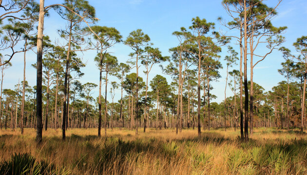 Scenic Pinelands in Johnathan Dickinson State Park, Florida