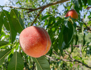 Ripe peach on branch between green lush of peach tree close up.