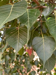 leaves are waving with breeze 