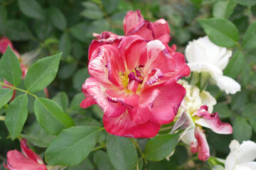 Beautiful red rose flower closeup in garden, A very beautiful red rose flower bloomed on the rose tree, Rose flower closeup, bloom flowers, Natural spring flower, Natural floral background,