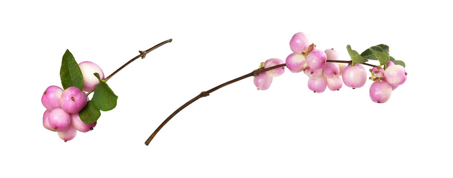 Set of snowberries (Symphoricarpos pink) with green leaves isolated on white or transparent background