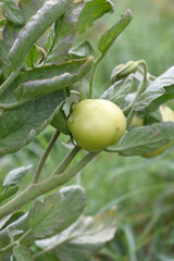 Green unripe Tomato, Green tomatoes plantation. Organic farming, young unripe tomato plant growth in greenhouse, Fresh green unripe tomatoes growing in the garden, Vegetable plantation with tomatoes