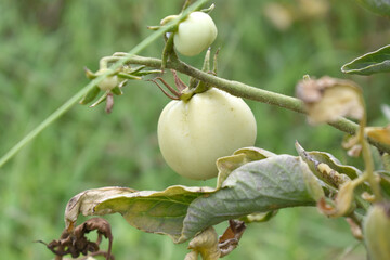 Green unripe Tomato, Green tomatoes plantation. Organic farming, young unripe tomato plant growth in greenhouse, Fresh green unripe tomatoes growing in the garden, Vegetable plantation with tomatoes